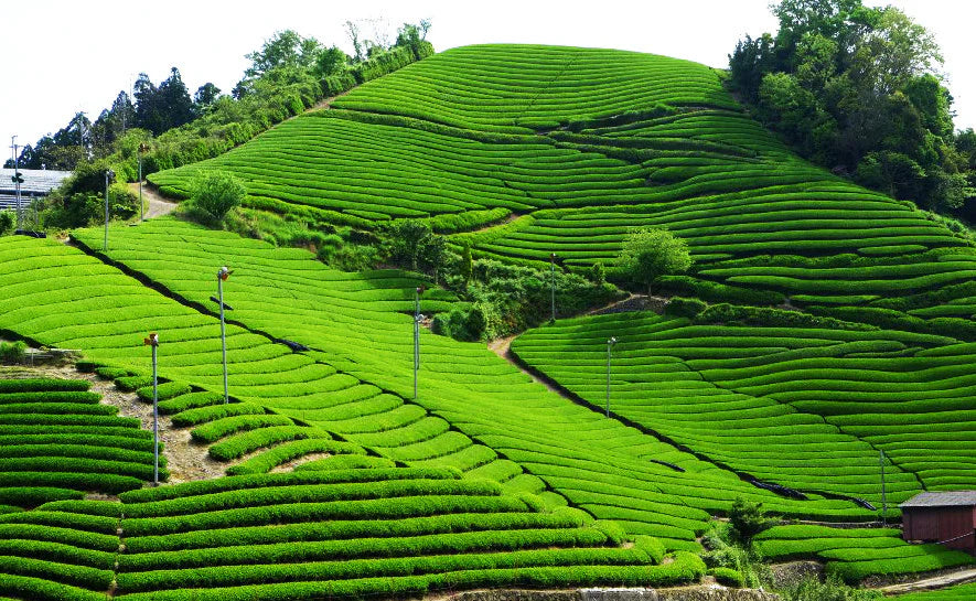 Matcha, Explained Simply